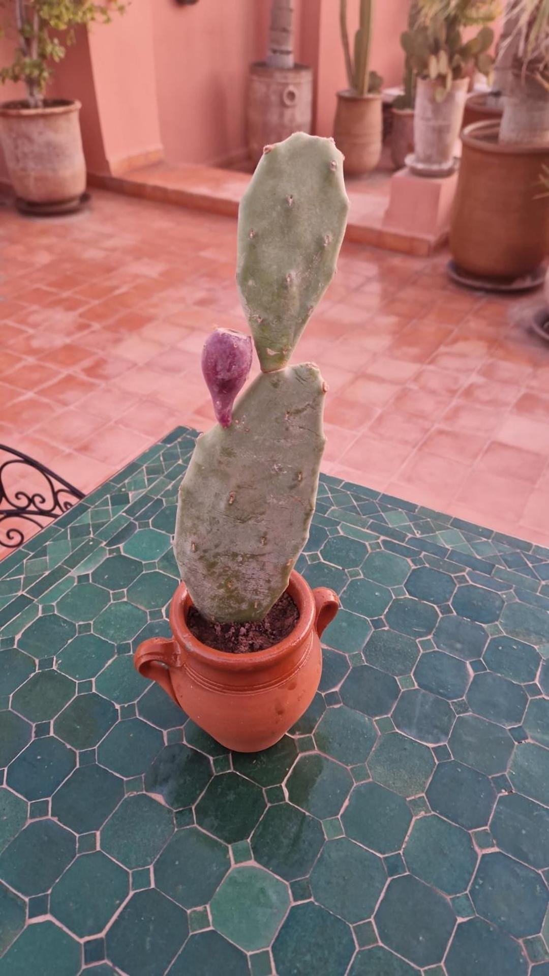 Riad Les Nuits De Marrakech มาร์ราเกช ภายนอก รูปภาพ Opuntia ficus-indica